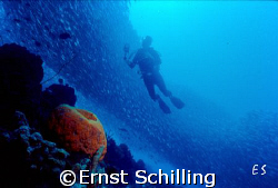 The Swarm .                Taken on Bonaire by Ernst Schilling 